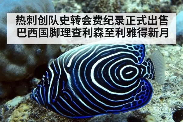 热刺创队史转会费纪录正式出售巴西国脚理查利森至利雅得新月